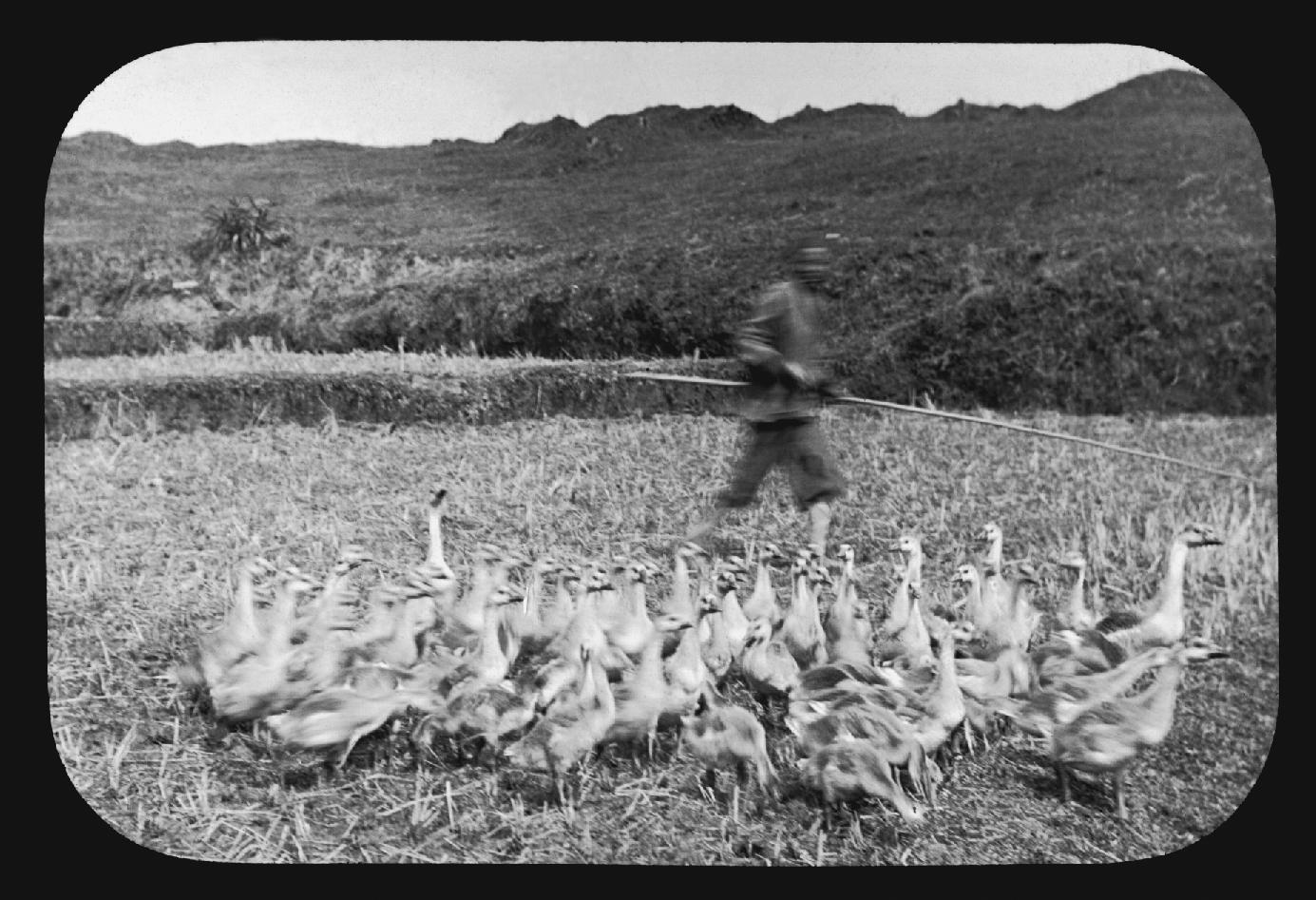 Herding geese, Yeungkong 陽江.