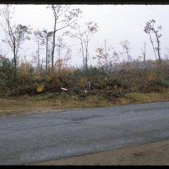 Blow-down, aftermath of a natural wind disturbance in a northern forest