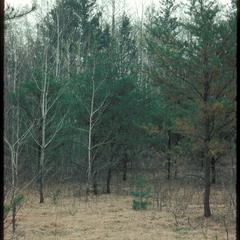 View of Jack pines and young hardwoods in a Jack pine barren