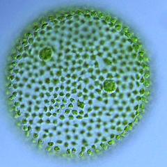 Volvox - colony with two reproductive cells visible