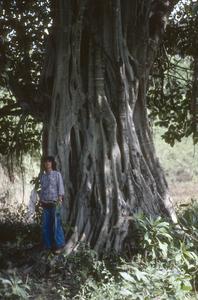 Caldwell Hahn at big fig tree (Ficus)
