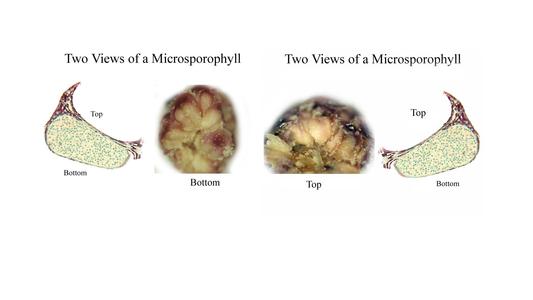 Dissected microsporangiate cone,  view of top and bottom of microsporophylls of red pine