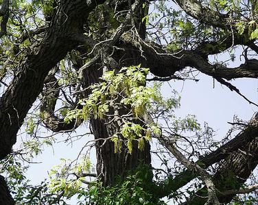 Bur oak tree in flower