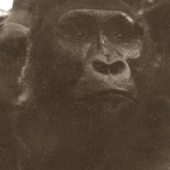 Gorilla Photographic Print