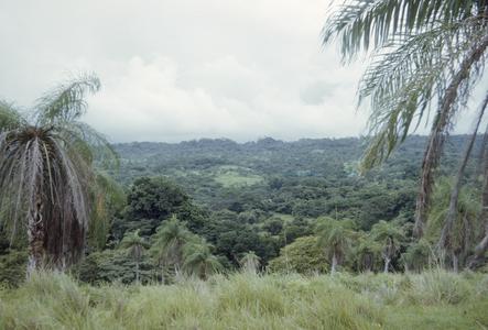 Open palm woodland near Pigres