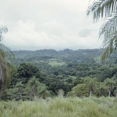 Open palm woodland near Pigres