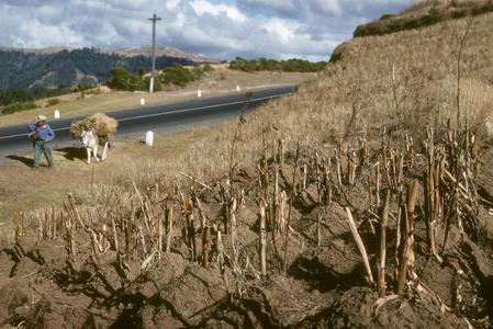 Corn, 2 to 4 plants per hill, east of Quetzaltenango