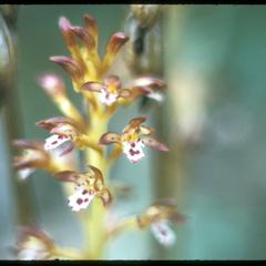 Close-up of Corallorhiza maculata