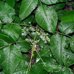 Flowers of Toxicodendron radicans