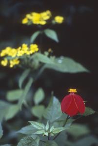 Red flower of Dahlia coccinea, Zarzamora