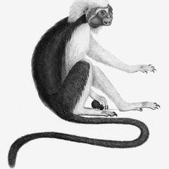 The Pinche or Red Tailed Monkey