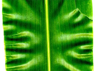Parallel veins of corn leaf