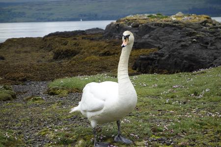 Isle of Mull, swan on shore in attack mode