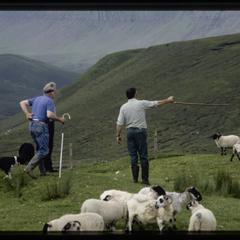 Isle of Skye, two men rounding up sheep