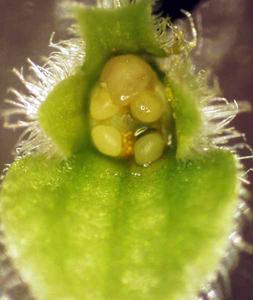 Floral dissection of Coleus blumei var. verschaffelti - ovary