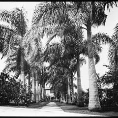 Palm walk at Titchfield Hotel
