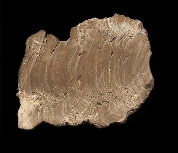 Stromatolite - longitudinal cut revealing layers