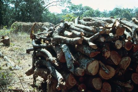Stacked Wood for Earthen Charcoal Kiln