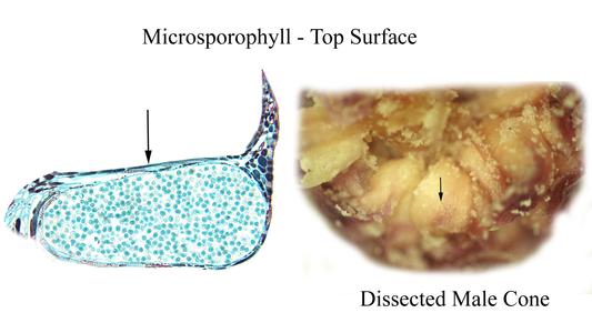 Longitudinal section and dissected microsporangiate cone, view of top of microsporophylls of red pine