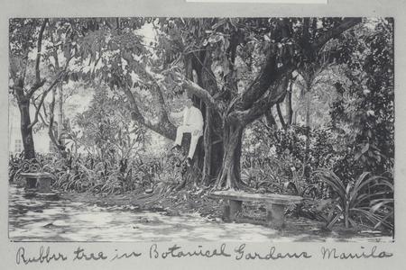 Man sitting in a rubber tree in Botanical Gardens, Manila