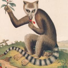 Seating Ring-Tailed Lemur Print