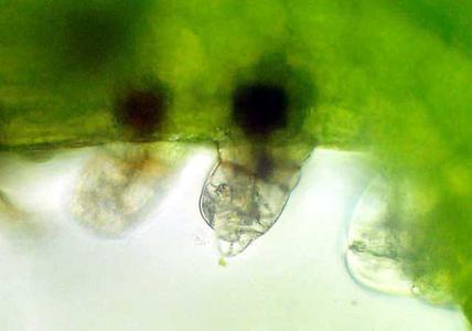 Profile of an archegonium embedded in a fern gametophyte with projecting necks in living tissue
