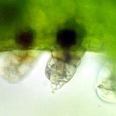 Profile of an archegonium embedded in a fern gametophyte with projecting necks in living tissue