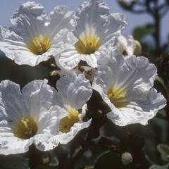 Cordia boissieri on floodplain of Río Chihua
