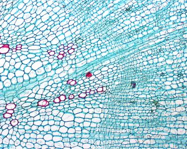 Rays and vascular cambium in a cross section of a carrot root