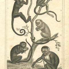 New World Monkey Group Print