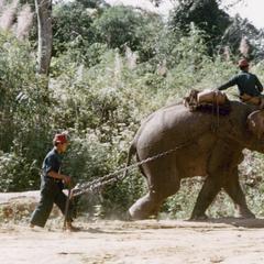 An elephant pulls a log in Houa Khong Province
