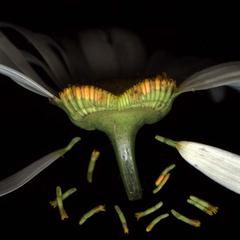 Longitudinal section of a head of flowers of Chrysanthemum