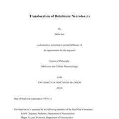 Translocation of Botulinum Neurotoxins