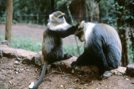 Cercopithecus albogularis kolbi