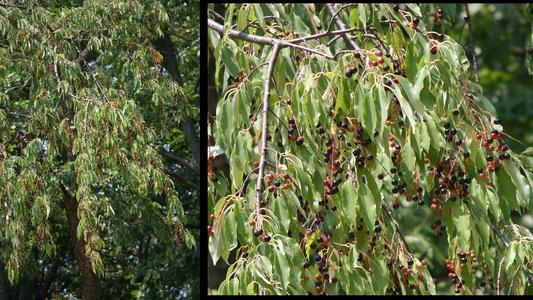 Prunus serotina - fruiting branch composite