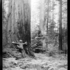 Nelson and a redwood