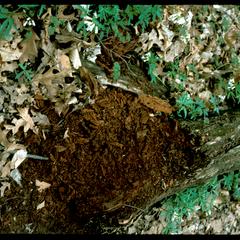 Rotting log in Gallistel Woods
