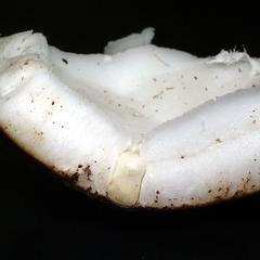Dissected coconut showing both endosperm and embryo
