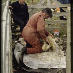 Isle of Skye, man shearing sheep, no. 2 of 2