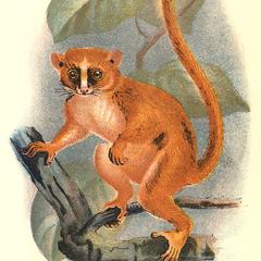 Smith's Dwarf-Lemur