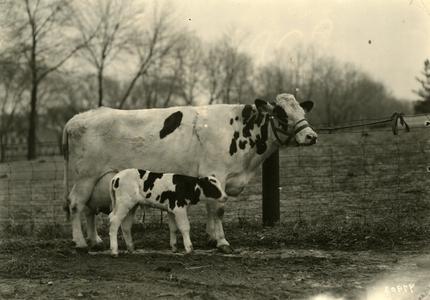 Mother cow and calf