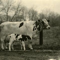 Mother cow and calf