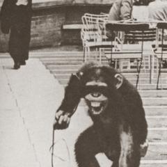 Ape performer