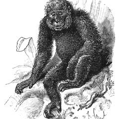 Black Crested Gibbon Print