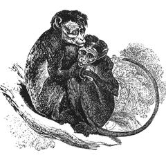 Huddling Macaques Print