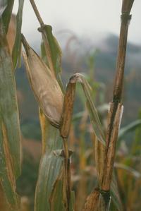 Ear of very tall corn, east of San Antonio Huista
