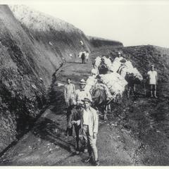Animals heavily loaded with hemp, Bukidnon, 1912