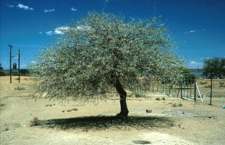 Thorny Acacia