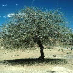 Thorny Acacia