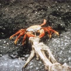 Sally Lightfoot Crab (Grapsus grapsus) and limb of Galápagos Sea Lion (Zalophus wollebaeki)